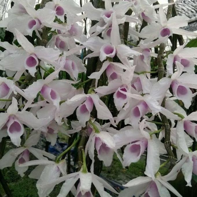 NEW - Anggrek Anosmum Semi Alba