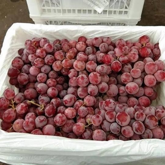 

BUAH ANGGUR MEERAH IMPORT CINA / 1 KRAT ( 1BOX ) MANIS KS