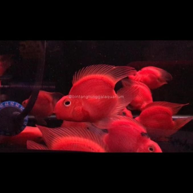 TERMURAH - Blood red Parrot no Tail 8-9cm