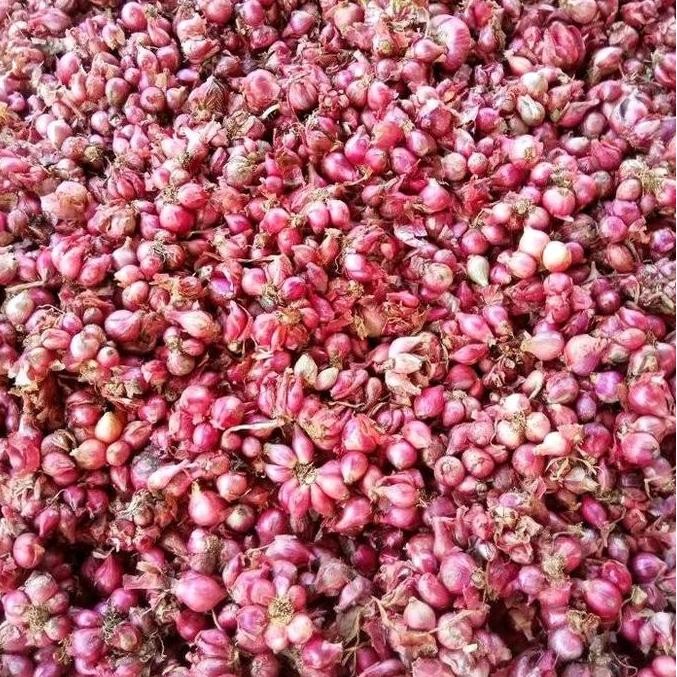 

JH8 Bawang Merah Ares Mini Spices Bumbu Dapur Utama - Pedas, Kecap, Jahe Rempah, Bahan Masakan