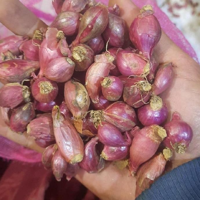 

JH8 Intifood Bawang Merah Garut Ares 1kg Bubuk Rempah Kering Mini Aroma Kuat & Sehat Untuk Memasak Tumis Sup Dan Bumbu Dasar