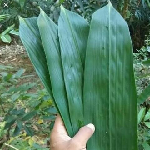 

(Expert) Daun Bambu Bakcang 100 Lembar Daun Bambu Segar Bungkus Bacang