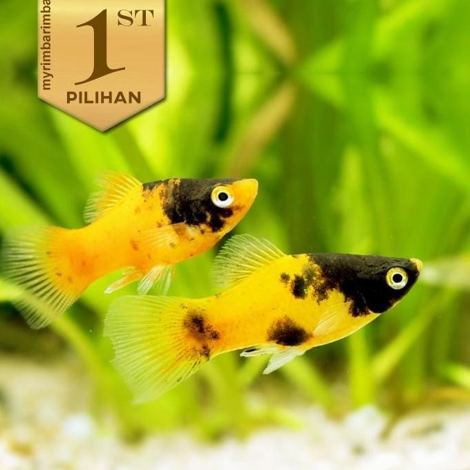 Paket Koloni (isi 10) Baby Platy Bumble Bee Ikan Hias Aquascape Hiasan Aquarium Tanaman Air Tawar