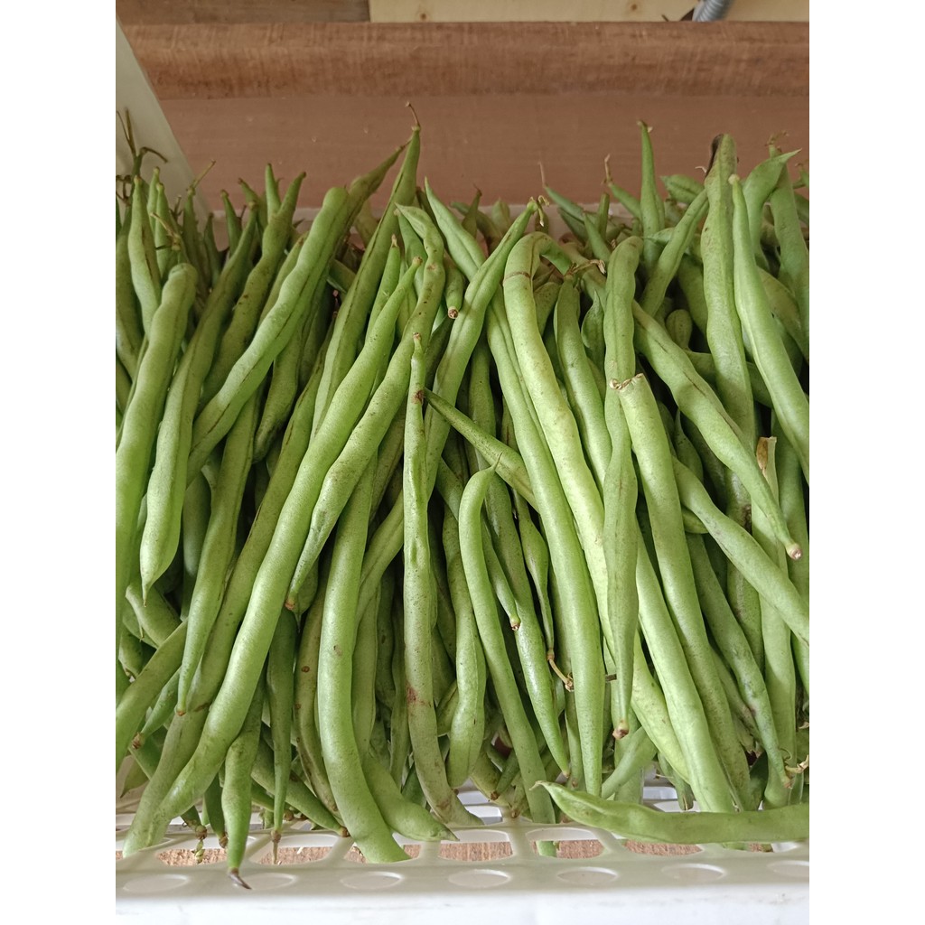 

Sayur Buncis Segar 500 gr