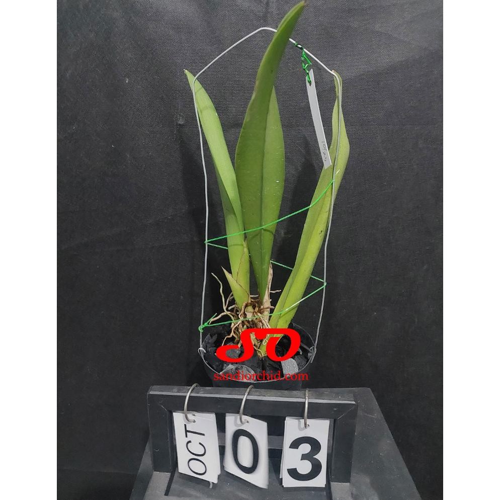 [ DEWASA ] Oncidium lanceanum | Trichocentrum lanceanum Anggrek Eksotis Bunga Harum Tahan Lama