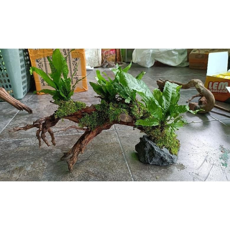 Aquascape Kayu Hias Komplit Ikan Chana Predator Reptile