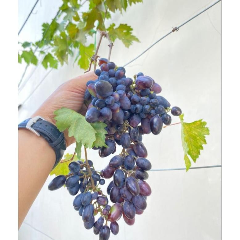 

Bibit anggur import gosv hasil grafting