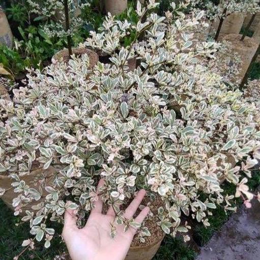 Sale Pohon Ketapang Kencana Varigata 1 Meter - Tananaman Ketapang Kencana