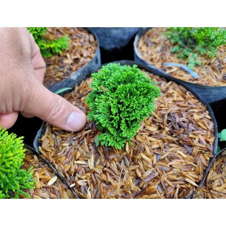 Termurah Bonsai Shito Cemara Hinoki Cypress Japan Daun Super Micro Original - Ekonomis Bonus Pot Taw