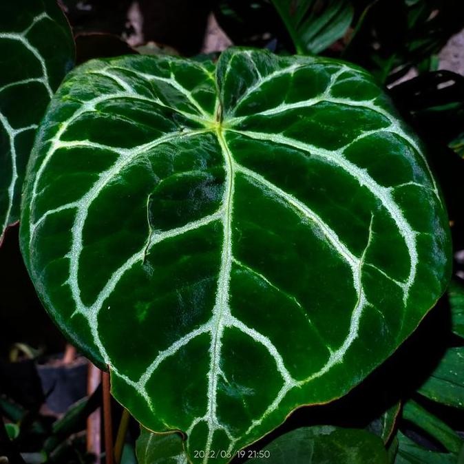 Anthurium Dressleri X Crystalinum