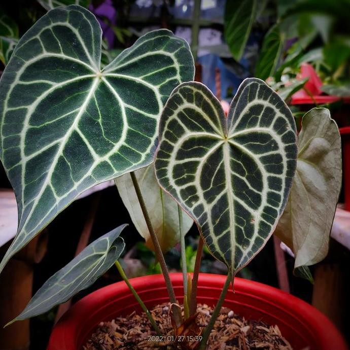 Anthurium King Clarinervium