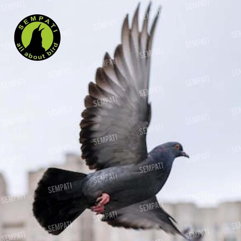 SEMPATI VITAREST MULTIVITAMIN BURUNG MERPATI VITAMIN SUPLEMENT JAMU MERPATI OBAT PRODUKTIFITAS STAMI