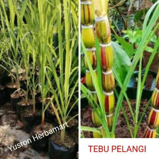 Promo BIBIT TEBU PELANGI TEBU HIAS UNIK MANIS RENYAH COD