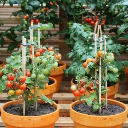 

Promo tomat cerry di jamin berbuah + pot COD