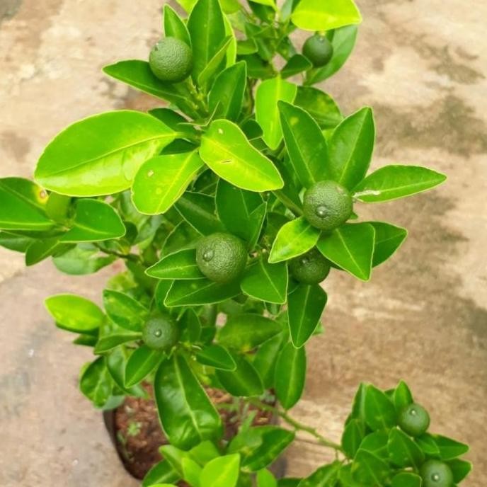 

Promo tanaman jeruk limo jeruk limau sambal COD