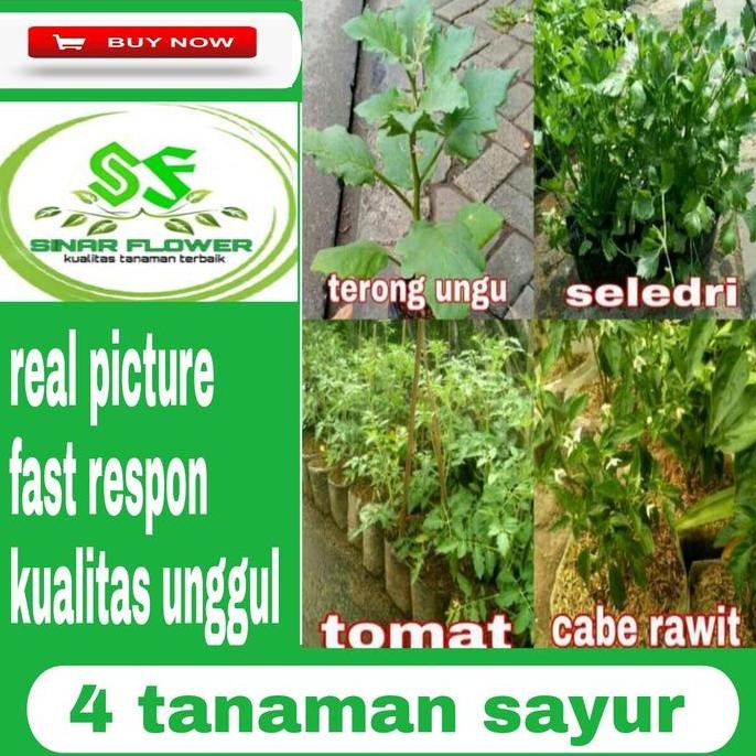 

Promo paket hemat 4 tanaman sayur/seledri-terong-tomat-cabe rawit COD