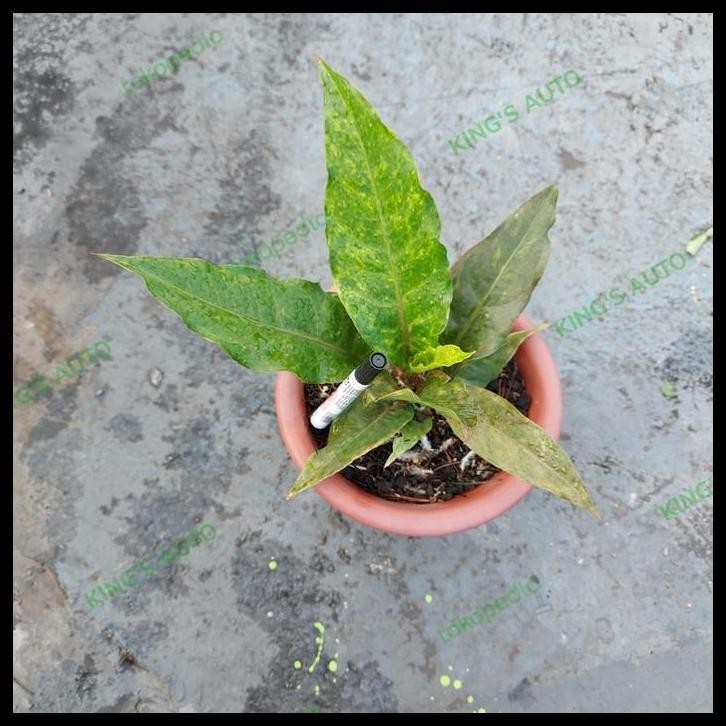 TERMURAH ANTHURIUM BLACK HOKERI VARIGATA 21-11-2021 