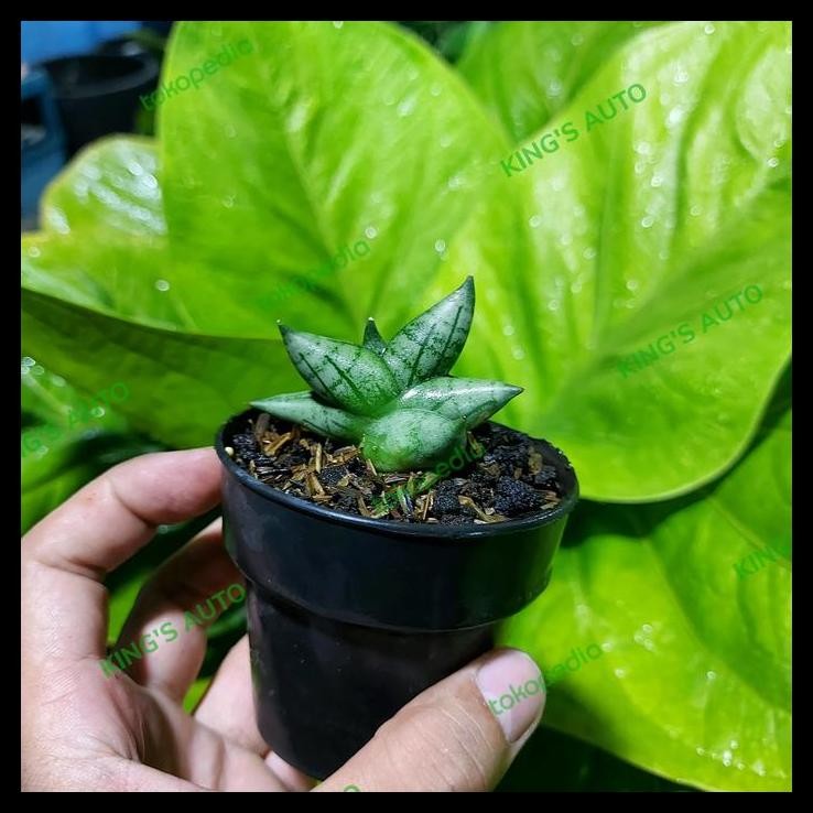 TERBARU SANSE / SANSEVIERIA BONCEL NEW CLONE SILVER 16112022 