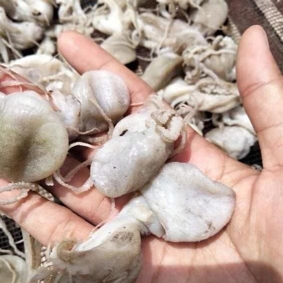 

Gurita Asin Kering Super 100 Gram