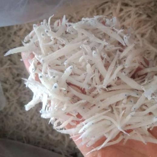 

Ikan Teri Nasi Medan/Teri Toge Super 500 Gram