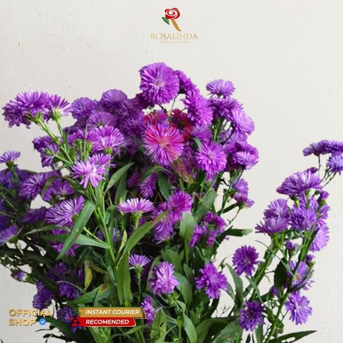 Bunga Pikok Ungu Tua / Bunga Potong Segar
