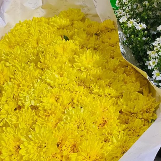 macam macam bunga crisant /standard