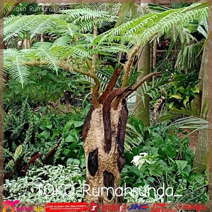 TANAMAN PAKIS MONYET / TANAMAN PAKU TIANG /PAKIS MONYET TINGGI 1 METER