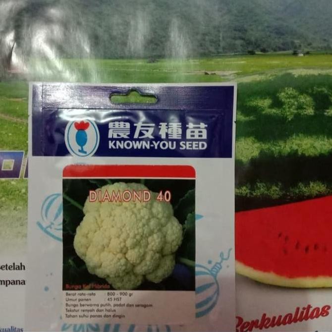 

Terbaru Laris!, Benih Bunga Kol Tahan Panas Stok Terbatas 20 Bks