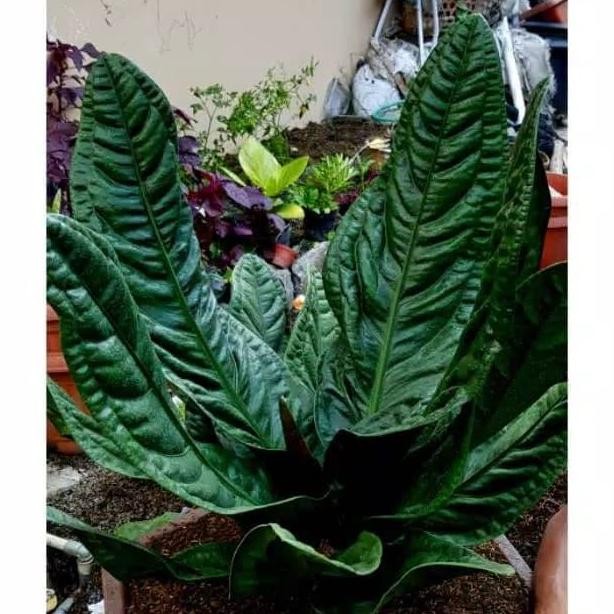 ANTHURIUM SUPERBOOM (2)