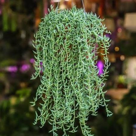 

SUCCULENT GANTUNG KOKEDAMA CURIO RADICANS STRING OF BANANAS