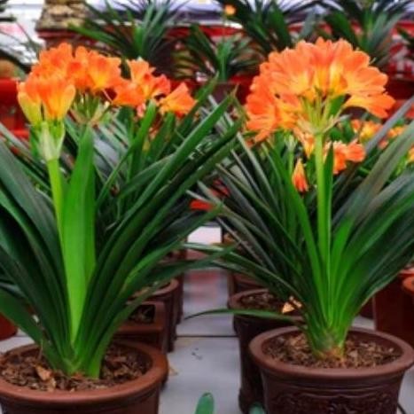 TANAMAN HIAS CLIVIA MINATA