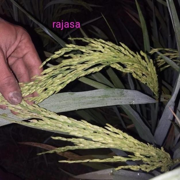 BENIH PADI RAJASA 01