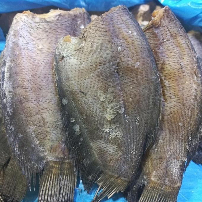 

ikan kering sepat (ukuran sedang) sudah di olah atau tidak asin /kurang garam