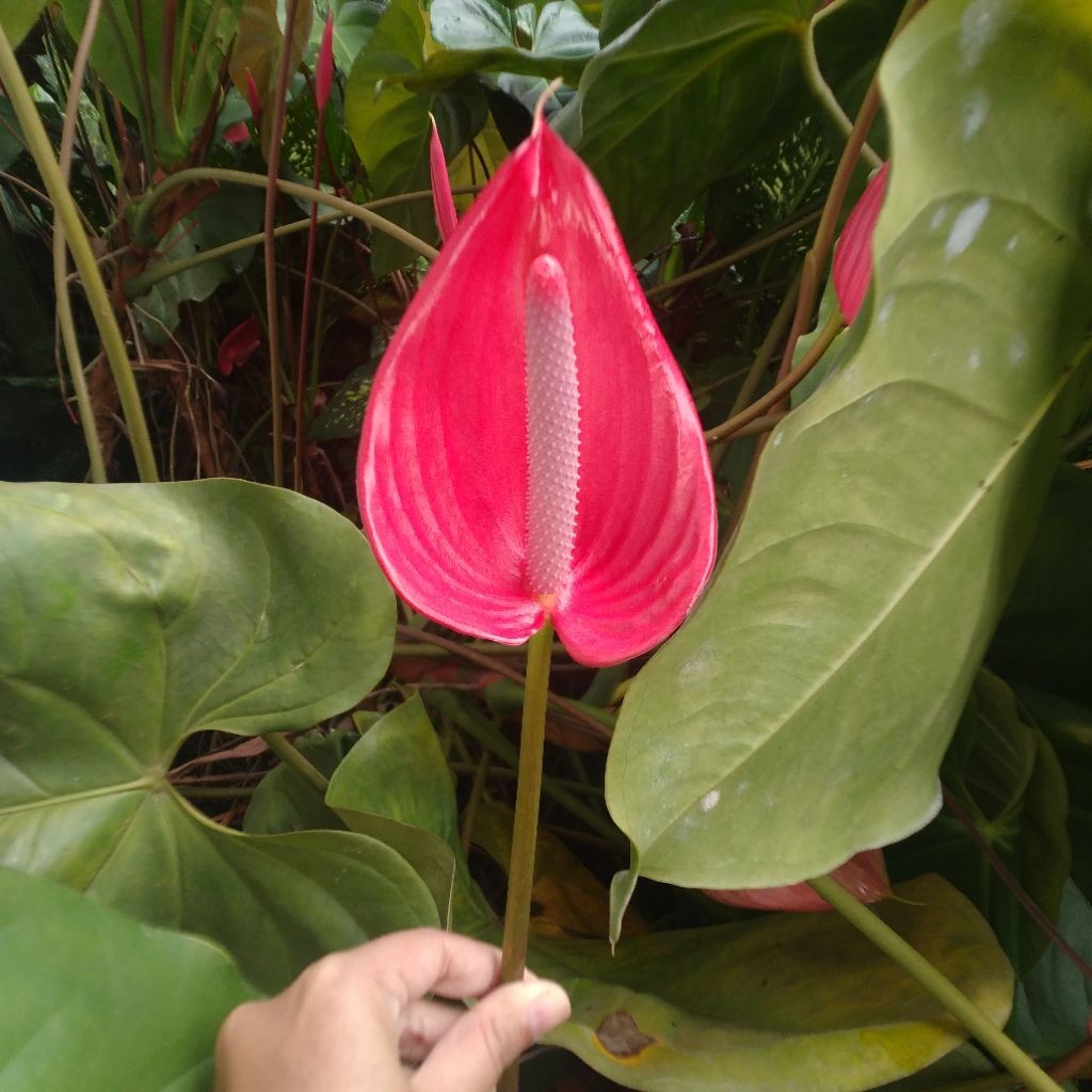 Bunga Anthurium Potong Fresh Pertangkai