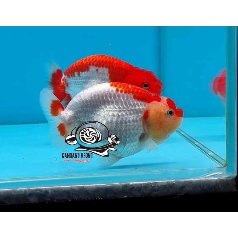 Promo Bendera Merah Putih Ranchu Rw Perlengkapan Keluarga