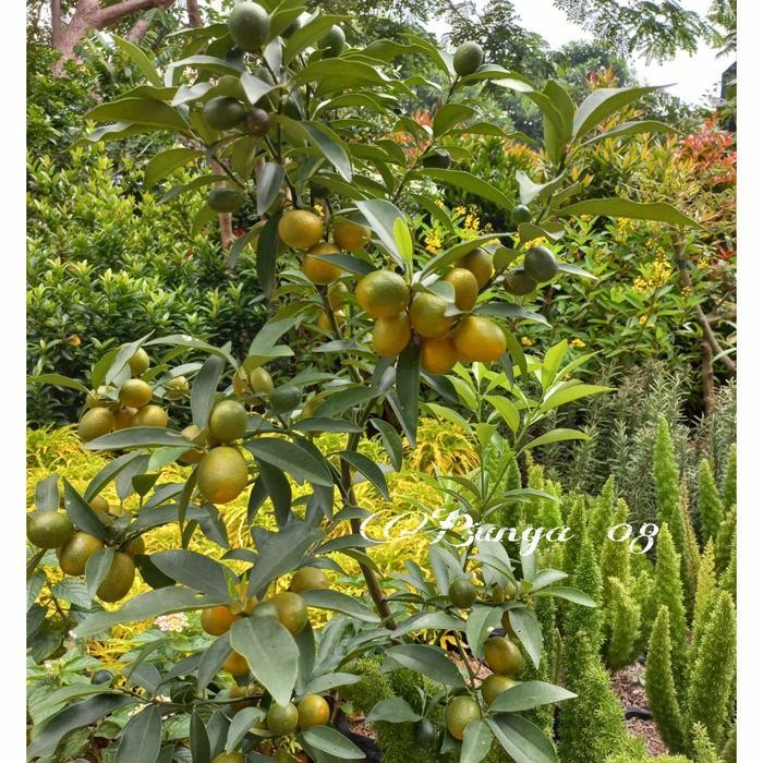 

Tanaman Buah Jeruk Nagami Berbuah 80Cm Terlaris Best Quality 100% Original