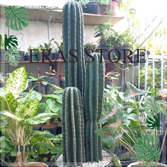 Kaktus Koboi Tinggi Besar Isi 3 Pohon (Tinggi 1 Meter Lebih) Tanaman New Best Quality 100% Original