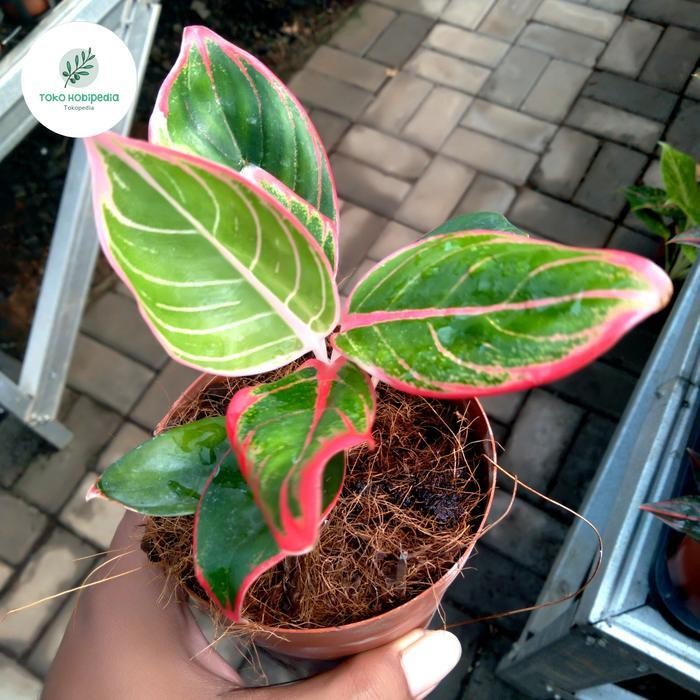 Tanaman Hias Aglonema Khanza Size Baby Kansa Kanza Original Terlaris Best Quality 100% Original