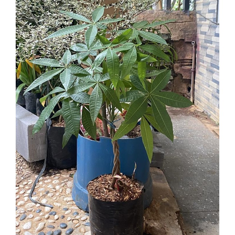 Tanaman Hias Pachira Kepang - Ukuran Bonggol Besar / Tinggi 1 Mtr Up Terlaris Best Quality 100% Orig