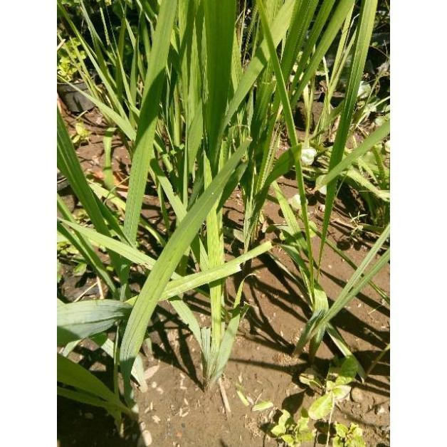 Bibit Tanaman Bunga Saffron Zafaron Bunga Termahal Didunia Terlaris Best Quality 100% Original