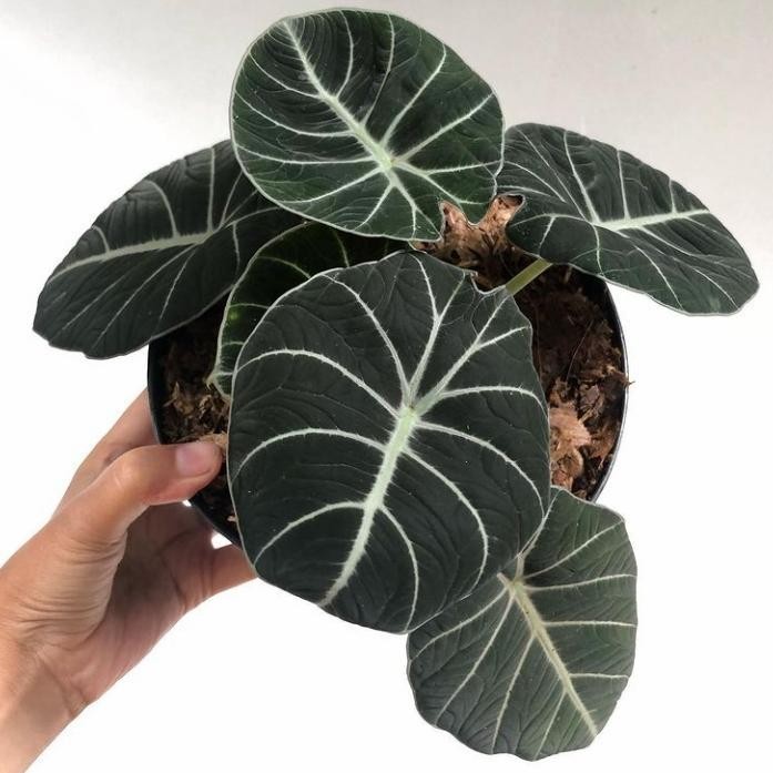 Tanaman Hias Alocasia Black Velvet Ninja Terlaris Best Quality 100% Original