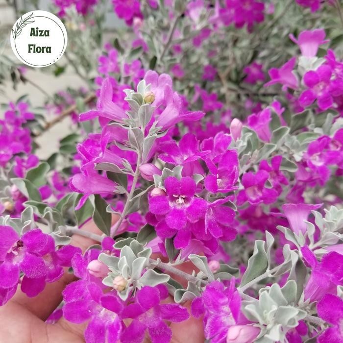 Tanaman Leucophyllum Frutescens / Texas Ranger / Texas Sage Terbaru Best Quality 100% Original