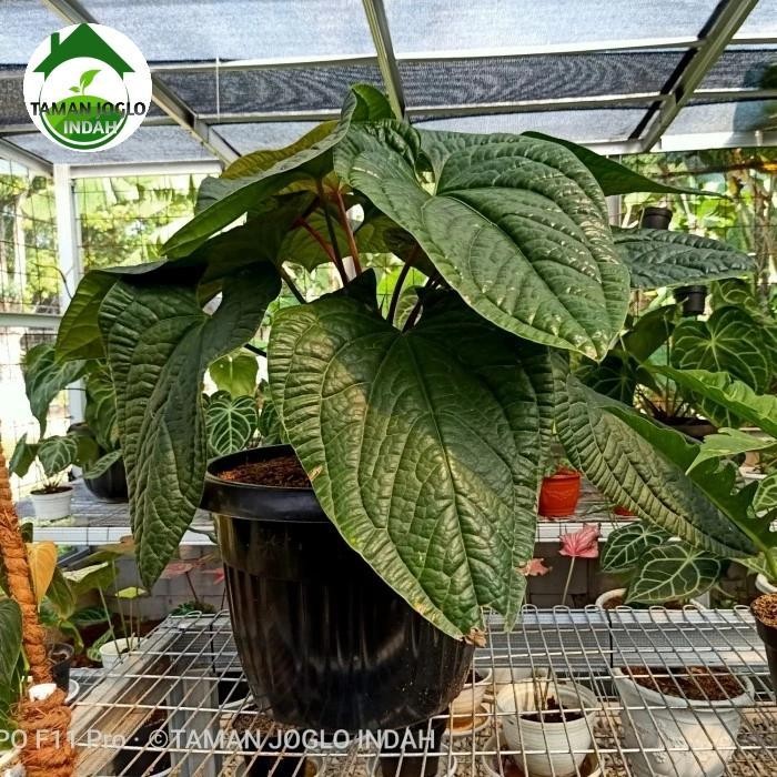 Tanaman Hias Anthurium Sirih Daun Jumbo Promo New Best Quality 100% Original