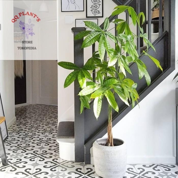 Tanaman Hias Pachira Aquatica Kepang Ukuran Besar-80-100 Cm New Best Quality 100% Original