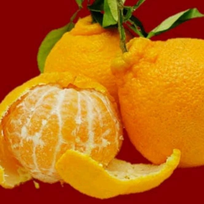 

LM Jeruk Dekopon Papagan Premium Import Non Biji Manis Buah Segar.