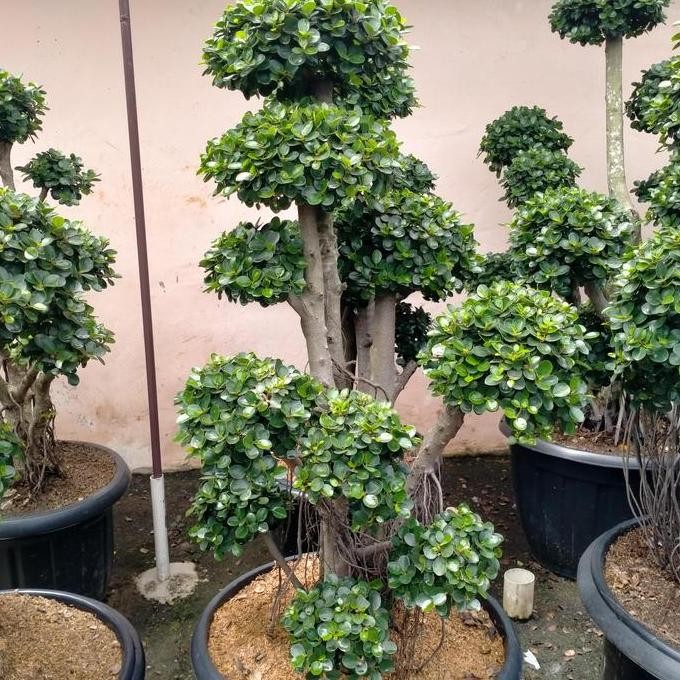 NEW tanaman hias bonsai beringin Korea /beringin mikro/beringin dolar