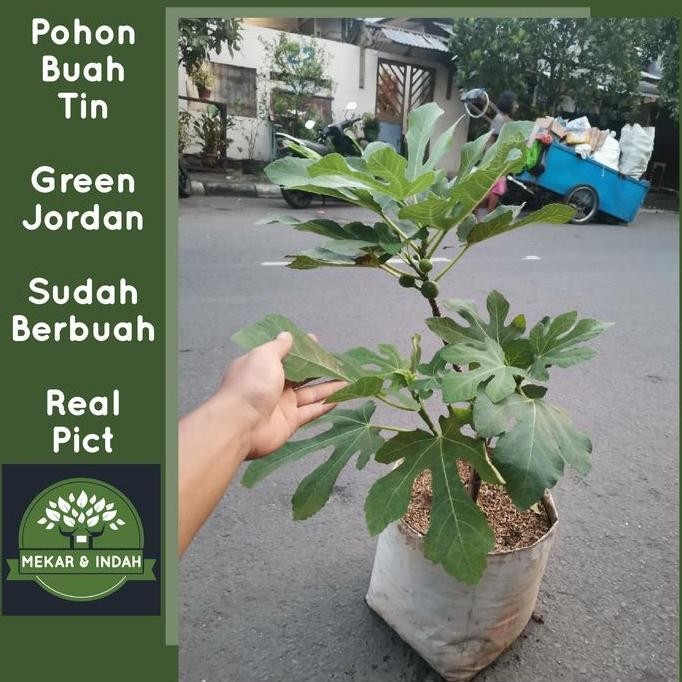 BEBAS ONGKIR - pohon buah tin green jordan sudah berbuah / tanaman buah tin