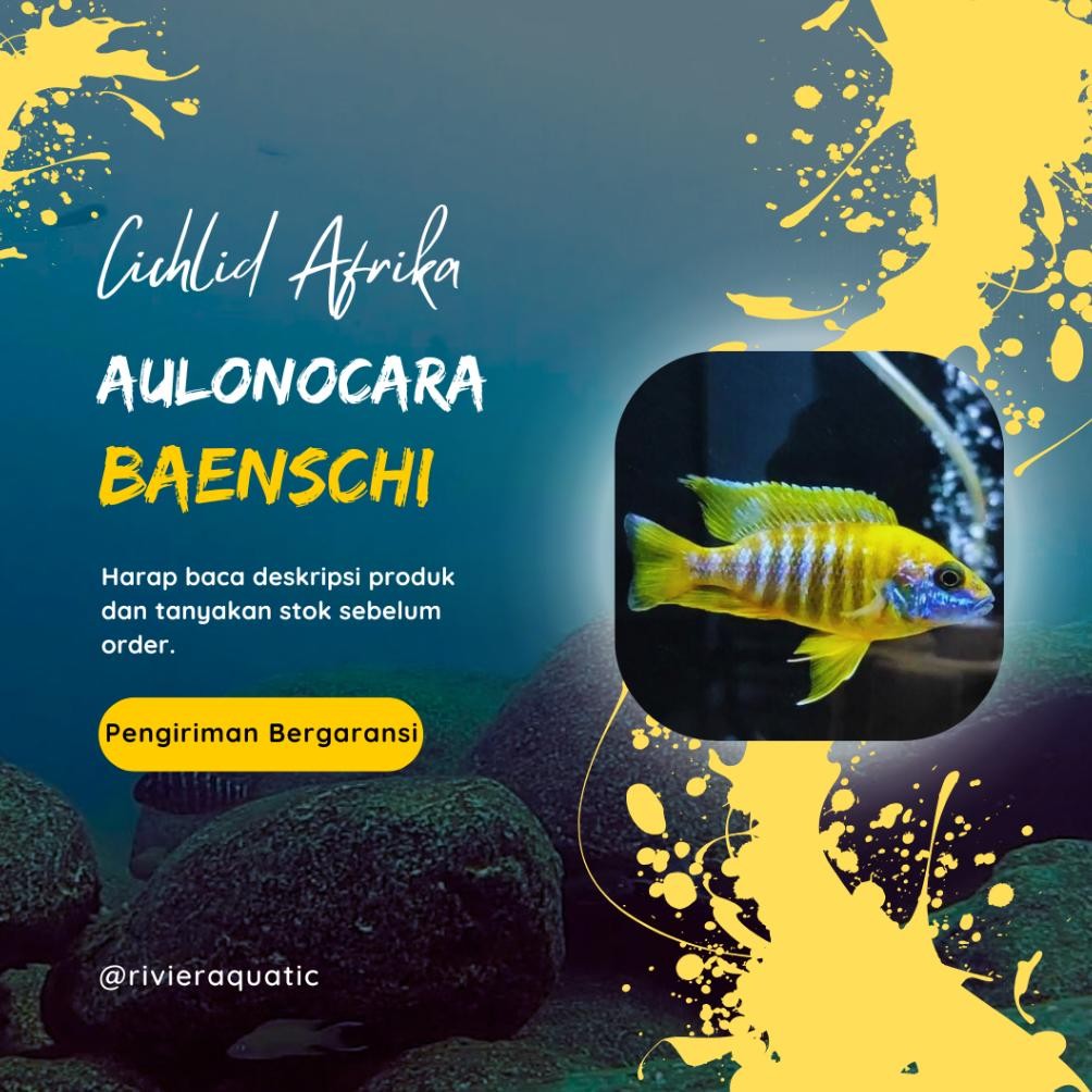Cichlid Afrika Aulonocara Baenschi Pure DiM