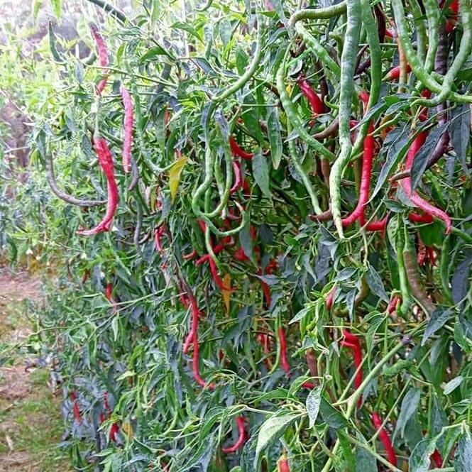 Bibit Cabe Merah Keriting Tinggi 2M Lokal Legum 10Gr - Cmk Legum Benih Original Dan Terpercaya