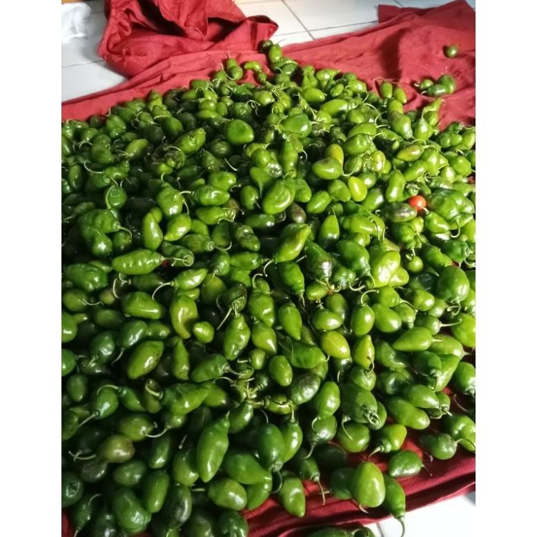 

Berkualitas Cabe Gendot / Cabe Bendot / Cabe Gendol / 1 Kg / Fresh / Segar / Sayuran / Cabai